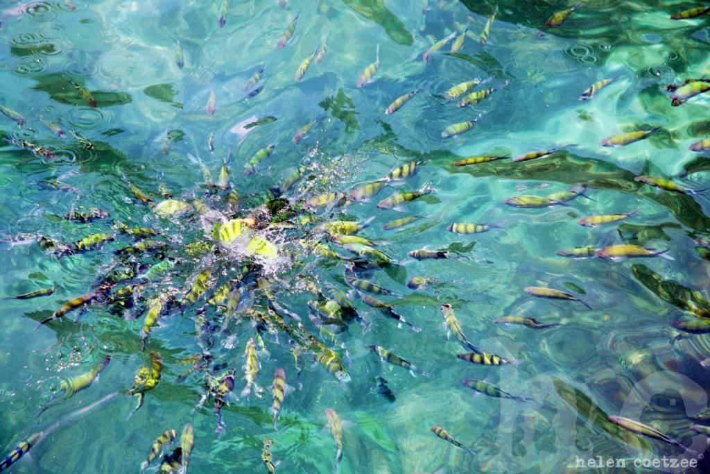 Phuket Fish